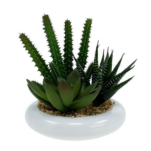 Floristik24 Cactus in vaso Ø12cm 1 pezzo