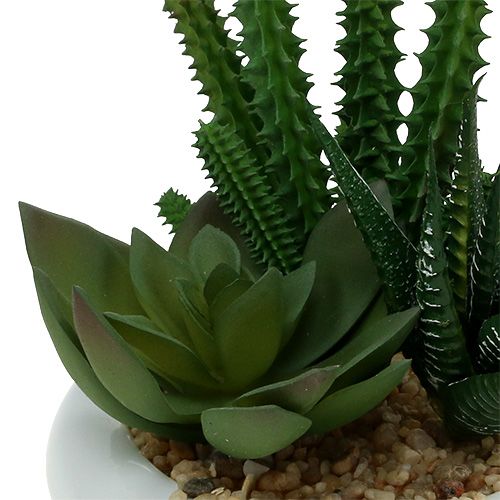 Floristik24 Cactus in vaso Ø12cm 1 pezzo