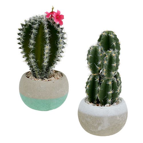 Floristik24 Cactus in vaso mix H13cm 4pz