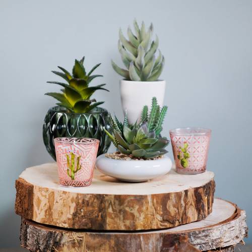 Floristik24 Cactus in vaso Ø12cm 1 pezzo