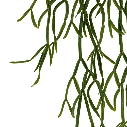 Floristik24 Appendino cactus verde 115 cm