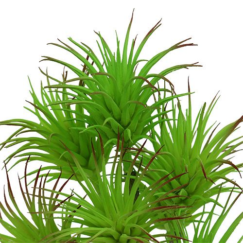 Floristik24 Rami di cactus 20 cm verde chiaro 3 pezzi