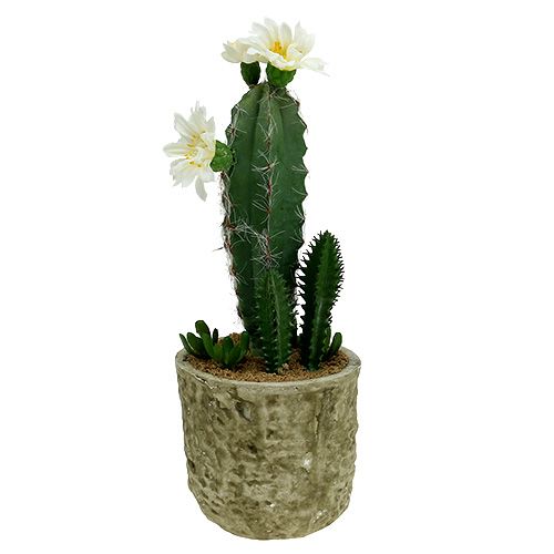Floristik24 Cactus in vaso con fiore 21 cm bianco