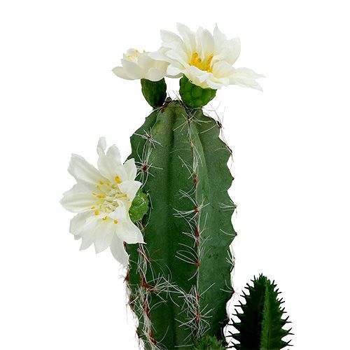 Floristik24 Cactus in vaso con fiore 21 cm bianco