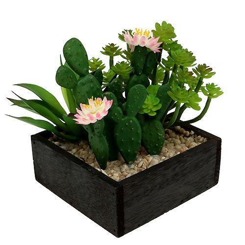 Floristik24 Cactus con fiore 14cm in scatola di legno