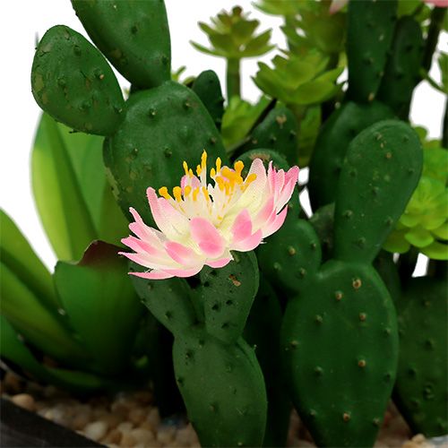 Floristik24 Cactus con fiore 14cm in scatola di legno