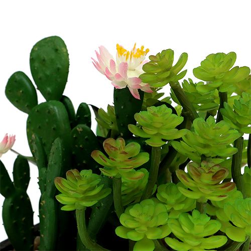 Floristik24 Cactus con fiore 14cm in scatola di legno