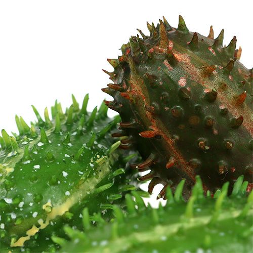 Floristik24 Fichi d&#39;India 5 cm verde-marrone 6 pezzi