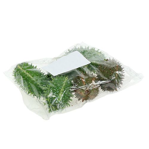 Floristik24 Fichi d&#39;India 5 cm verde-marrone 6 pezzi