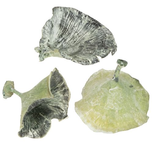 Floristik24 Kalix Mushroom Green, White Washed 100 pezzi