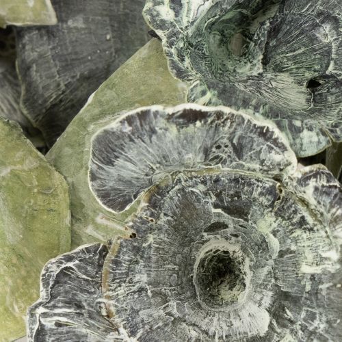 Prodotto Kalix Mushroom Green, White Washed 100 pezzi