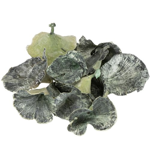 Prodotto Kalix Mushroom Green, White Washed 100 pezzi