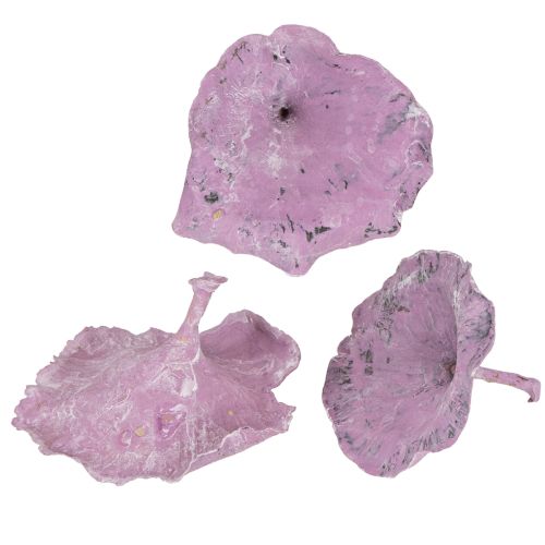 Floristik24 Kalix Mushroom Viola, Bianco Lavato 100 pezzi