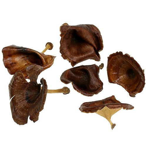 Prodotto Kalix Fungo Naturale Laccato 100 pz