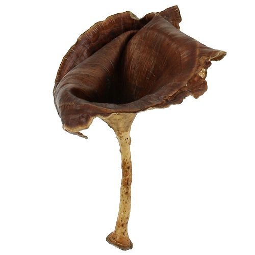 Prodotto Kalix Fungo Naturale Laccato 100 pz