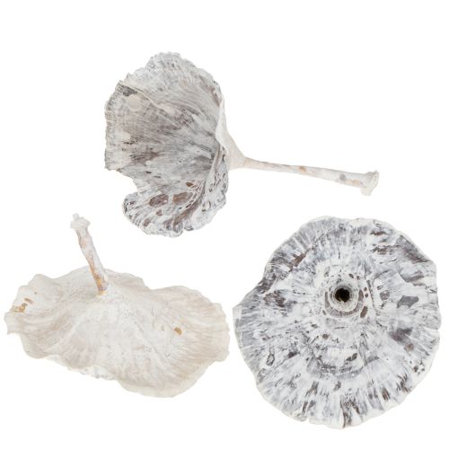 Floristik24 Kalix Mushroom White Washed 100 pz