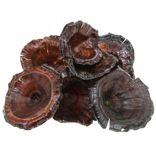 Prodotto Fungo Kalix Decorazione Funghi Secchi Laccati Naturali Grandi 50 pz
