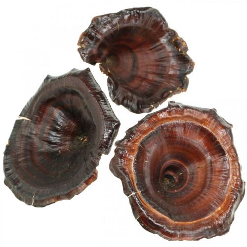 Prodotto Fungo Kalix Decorazione Funghi Secchi Laccati Naturali Grandi 50 pz