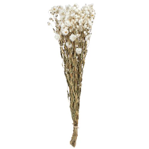 Floristik24 Fiori secchi di camomilla Decorazione Fiori bianchi Mazzo 65cm 50g