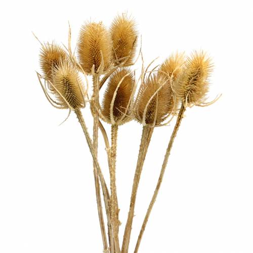 Floristik24 Cardo selvatico fiori secchi naturali 8 teste