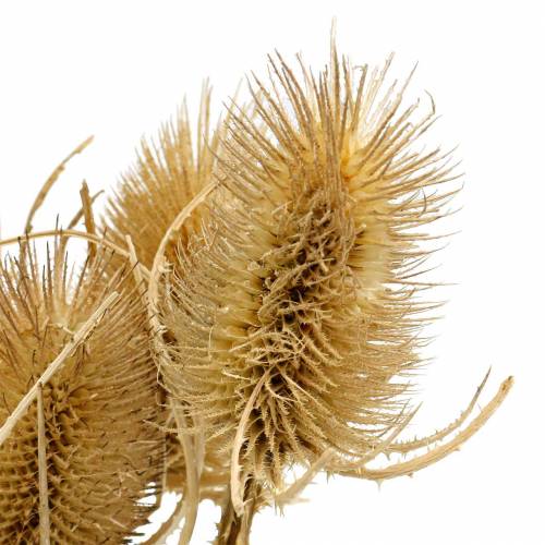 Prodotto Cardo selvatico fiori secchi naturali 8 teste