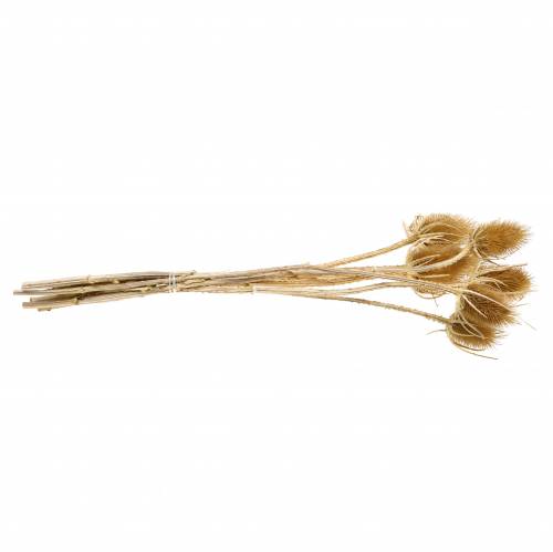 Prodotto Cardo selvatico fiori secchi naturali 8 teste