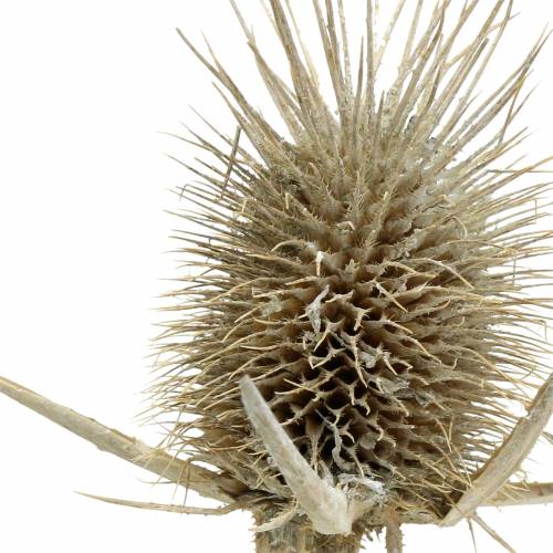 Prodotto Cardi selvatici lavati bianchi decoro naturale 1kg