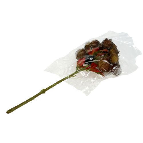 Floristik24 Pick castagna marrone 32cm