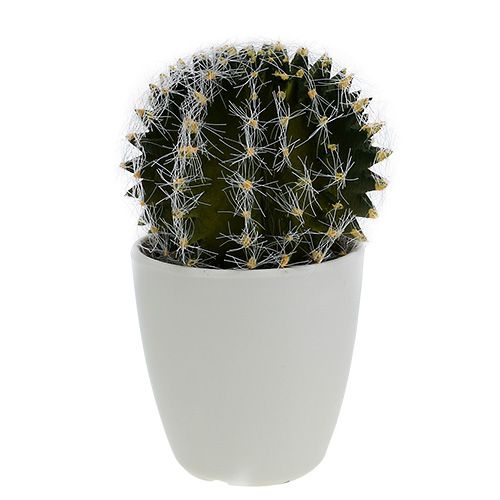 Floristik24 Cactus in vaso Verde 14cm