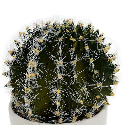 Floristik24 Cactus in vaso Verde 14cm