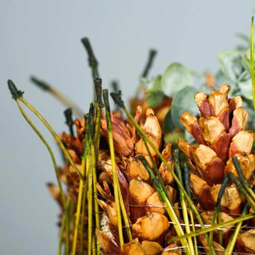 Floristik24 Aghi di pino verdi 400g