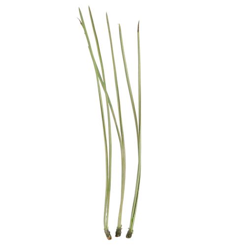 Floristik24 Aghi di pino verde bricolage Natale 50g 3pz