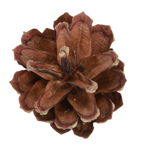 Prodotto Pigne decorative Pigne di pino silvestre naturali 4-5cm 250g