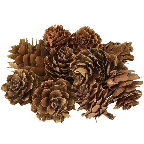 Pigne naturali piccole pigne decorazione in rete 2,5-3,5cm 300g