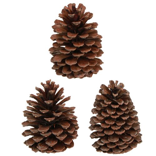 Prodotto Pigne Decorazione pigne Pinus Maritima marittima 12-13cm 3 pz