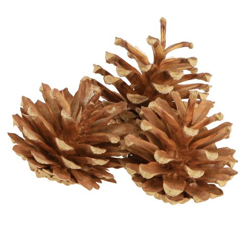 Prodotto Pigne Pino silvestre Pinus sylvestris H3–5cm 1kg