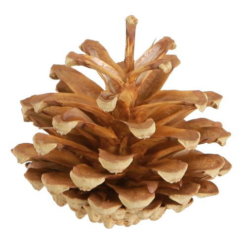 Prodotto Pigne Pino silvestre Pinus sylvestris H3–5cm 1kg