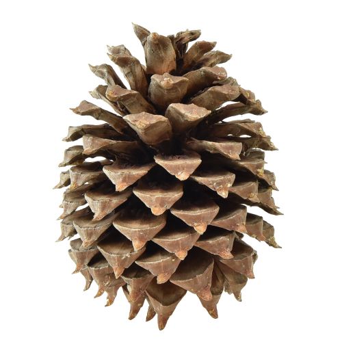 Floristik24 Pigne Coltro pino naturale Ø13cm H18cm 1 pz