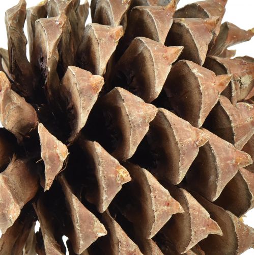 Prodotto Pigne Coltro pino naturale Ø13cm H18cm 1 pz
