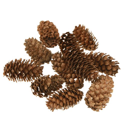 Piccoli coni di cicuta decorativi naturali dell&#39;Avvento 3-4 cm 100 g