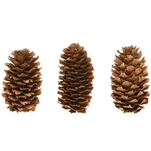 Floristik24 Piccoli coni di cicuta decorativi naturali dell&#39;Avvento 3-4 cm 100 g