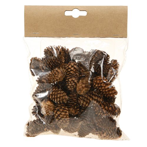 Floristik24 Piccoli coni di cicuta decorativi naturali dell&#39;Avvento 3-4 cm 100 g