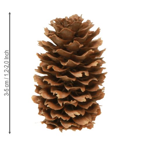 Prodotto Piccoli coni di cicuta decorativi naturali dell'Avvento 3-4 cm 100 g