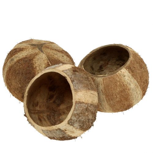 Floristik24 Guscio di cocco naturale 5 pz