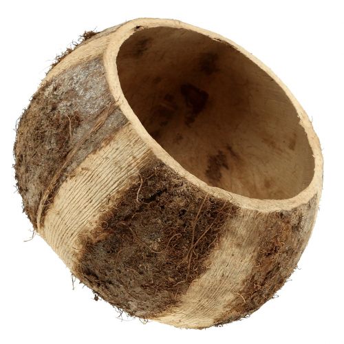 Prodotto Guscio di cocco naturale 5 pezzi