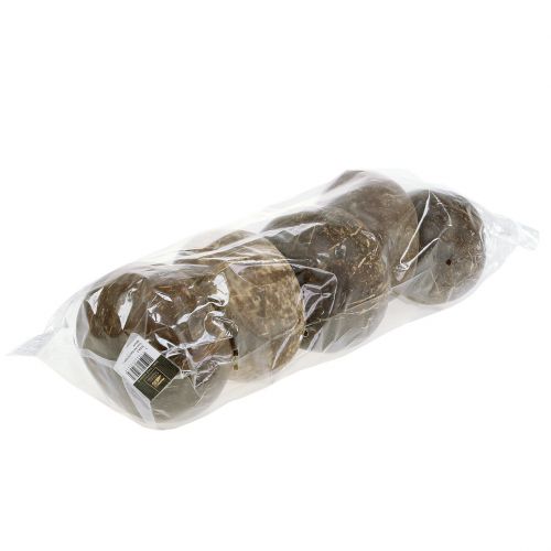 Floristik24 Gusci di cocco lucidi naturali 5 pz