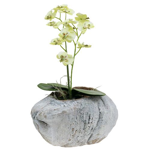 Floristik24 Cocco per piantare bianco 16 cm x 22 cm H14 cm
