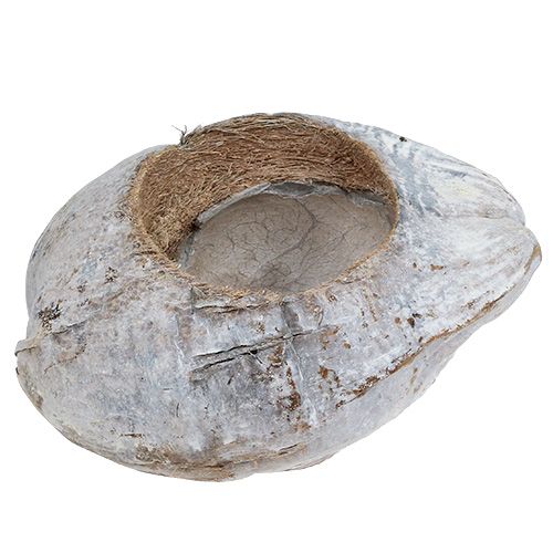 Floristik24 Cocco per piantare bianco 16 cm x 22 cm H14 cm