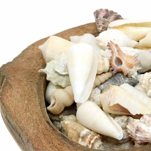 Floristik24 Decorazione Cocco Mare del Sud con cozze 20cm 250g