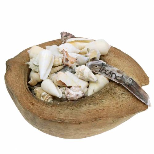 Floristik24 Decorazione Cocco Mare del Sud con cozze 20cm 250g